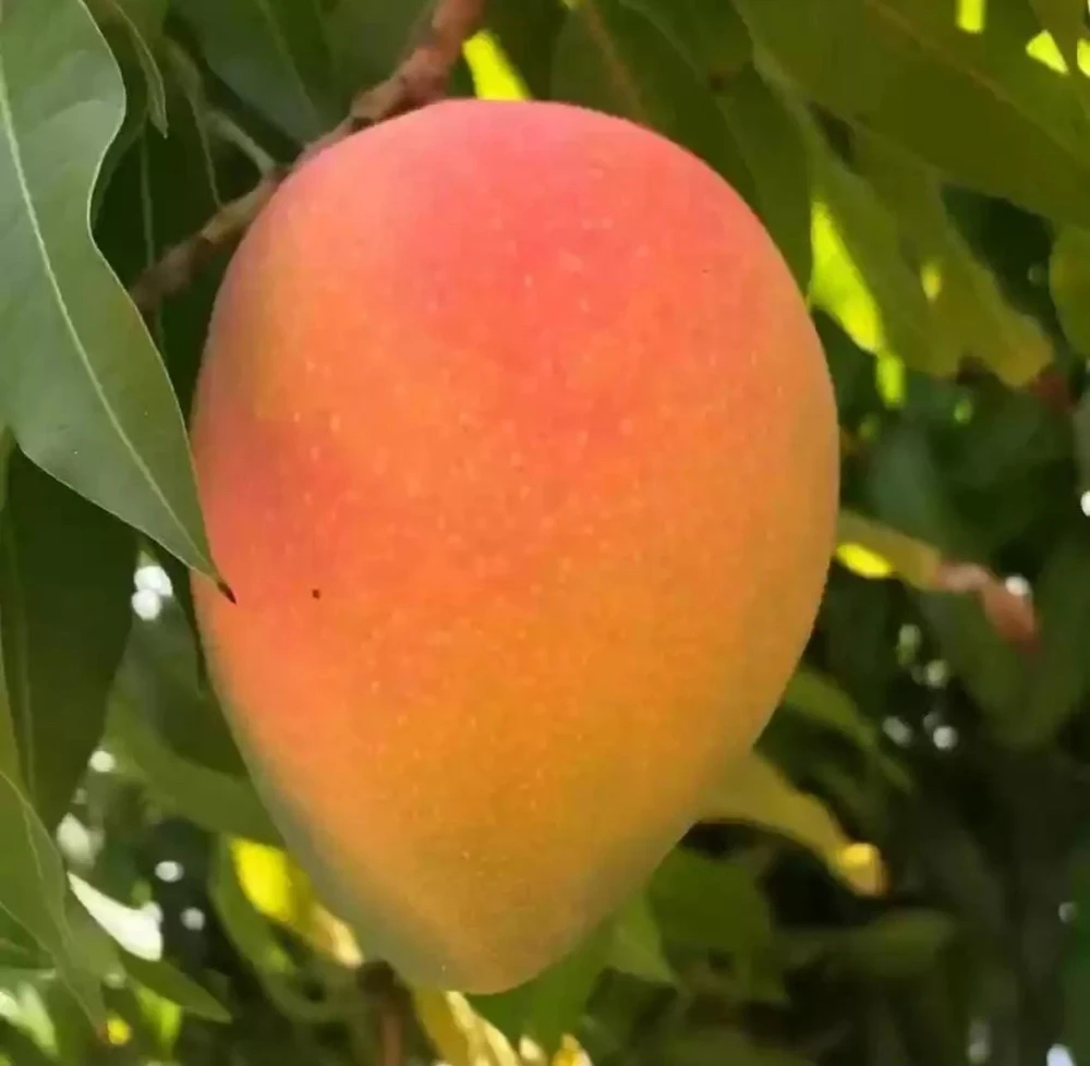 Grafted Edward Mango Tree Live Plant - Sweet Tropical Fruit (2ft Tall) - Image 3