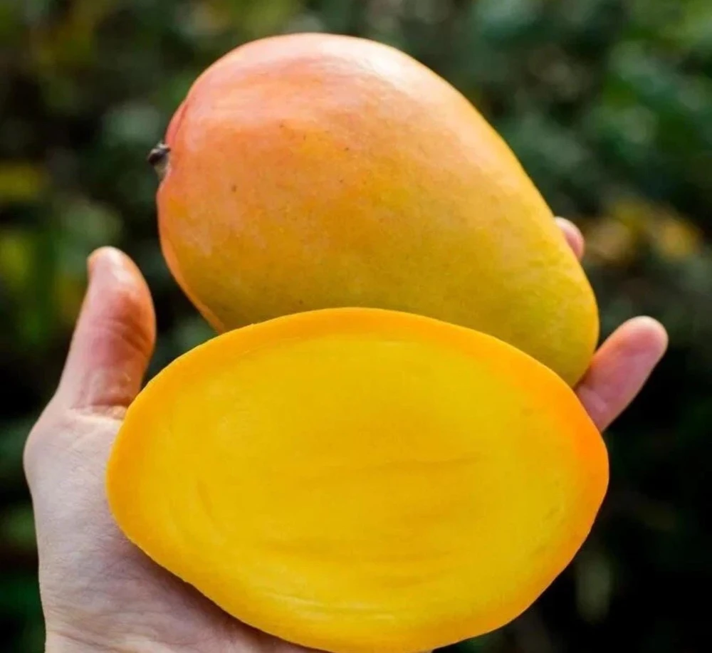 Grafted Edward Mango Tree Live Plant - Sweet Tropical Fruit (2ft Tall) - Image 4