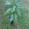 Grafted Edward Mango Tree Live Plant - Sweet Tropical Fruit (2ft Tall) - Image 1