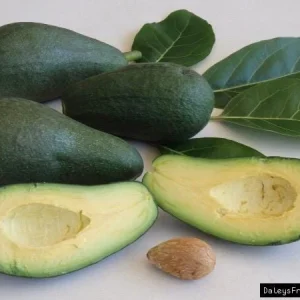 Grafted Fuerte Avocado Live Fruit Tree (1-2ft) - Outdoor Plant - Image 2