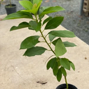 Grafted Fuerte Avocado Live Fruit Tree (1-2ft) - Outdoor Plant - Image 3