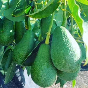 Grafted Fuerte Avocado Live Fruit Tree (1-2ft) - Outdoor Plant - Image 4