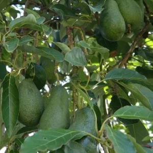 Grafted Fuerte Avocado Live Fruit Tree (1-2ft) - Outdoor Plant - Image 5