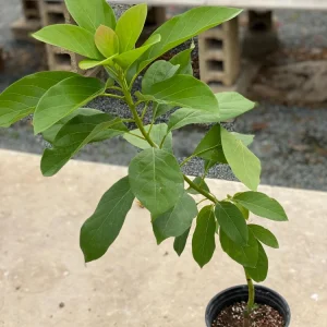 Grafted Fuerte Avocado Live Fruit Tree (1-2ft) - Outdoor Plant - Image 6