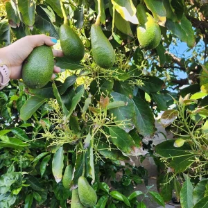 Grafted Fuerte Avocado Live Fruit Tree (1-2ft) - Outdoor Plant - Image 8
