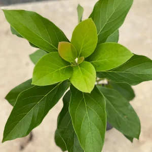 Grafted Fuerte Avocado Live Fruit Tree (1-2ft) - Outdoor Plant - Image 9