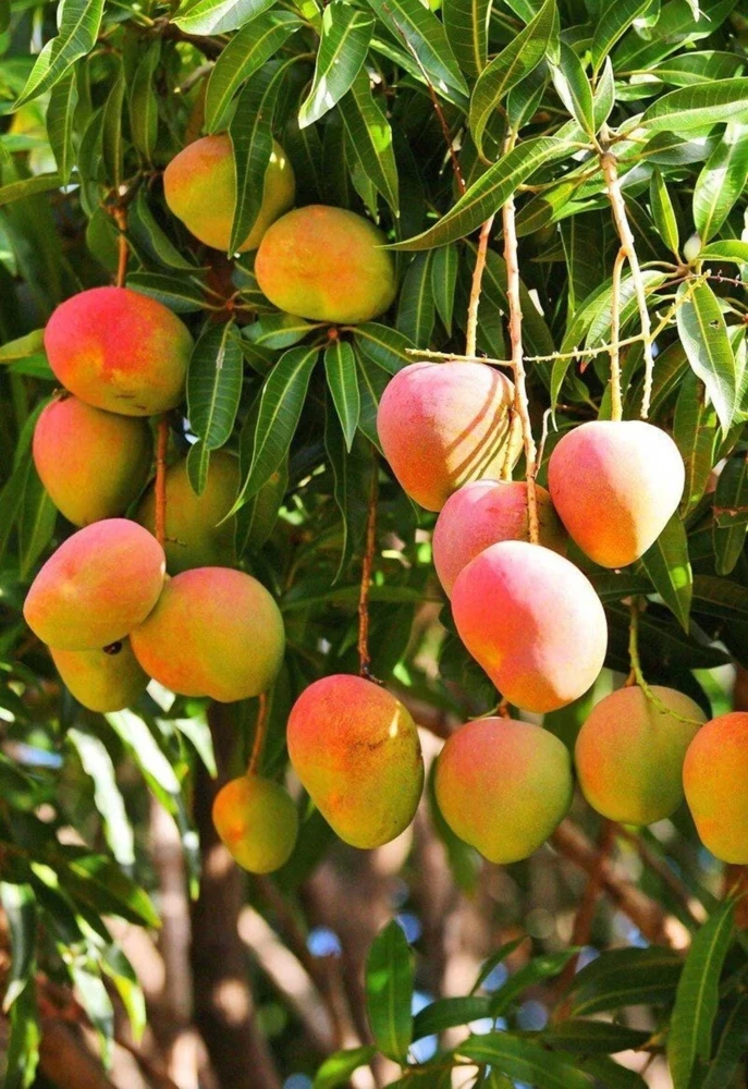 Grafted Glenn Mango Tree Live Plant – Fast Fruiting Tropical, 14-16 inches - Image 2