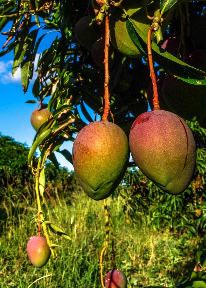 Grafted Glenn Mango Tree Live Plant – Fast Fruiting Tropical, 14-16 inches - Image 3
