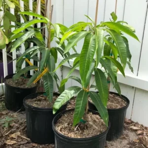 Grafted Glenn Mango Tree Live Plant – Fast Fruiting Tropical, 14-16 inches - Image 4