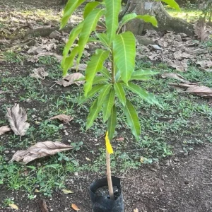 Grafted Glenn Mango Tree Live Plant – Fast Fruiting Tropical, 14-16 inches - Image 5