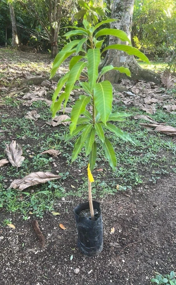 Grafted Glenn Mango Tree Live Plant – Fast Fruiting Tropical, 14-16 inches - Image 5