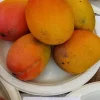 Grafted Glenn Mango Tree Live Plant – Fast Fruiting Tropical, 14-16 inches - Image 1
