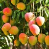 Grafted Glenn Mango Tree Live Plant – Florida Variety, 14-16 inches Tall, Fruit Bearing, Outdoor - Image 1