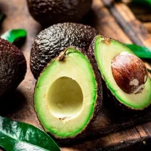 Grafted Gwen Avocado Tree Live Plant - 2-3 ft Tall, Creamy Fruit - Image 2