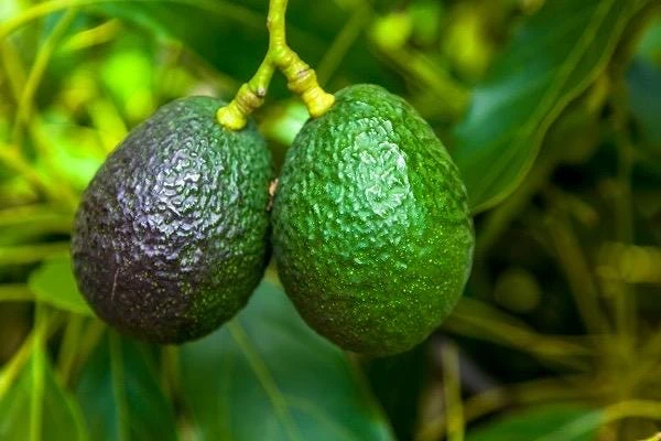 Grafted Gwen Avocado Tree Live Plant - 2-3 ft Tall, Creamy Fruit - Image 3