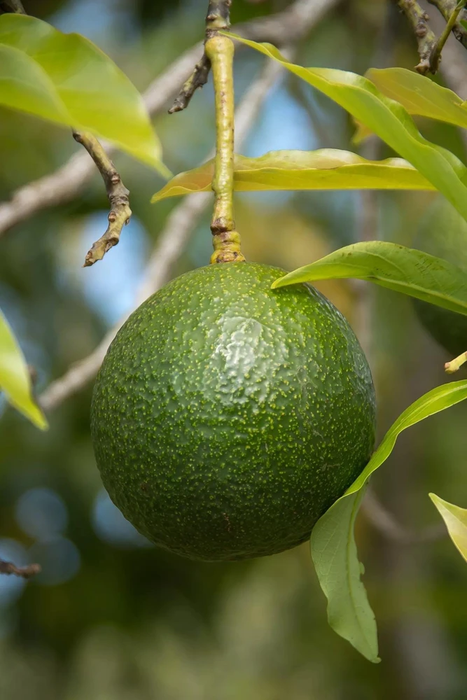 Grafted Gwen Avocado Tree Live Plant - 2-3 ft Tall, Creamy Fruit - Image 4