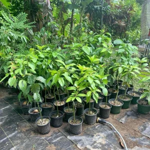 Grafted Gwen Avocado Tree Live Plant - 2-3 ft Tall, Creamy Fruit - Image 5