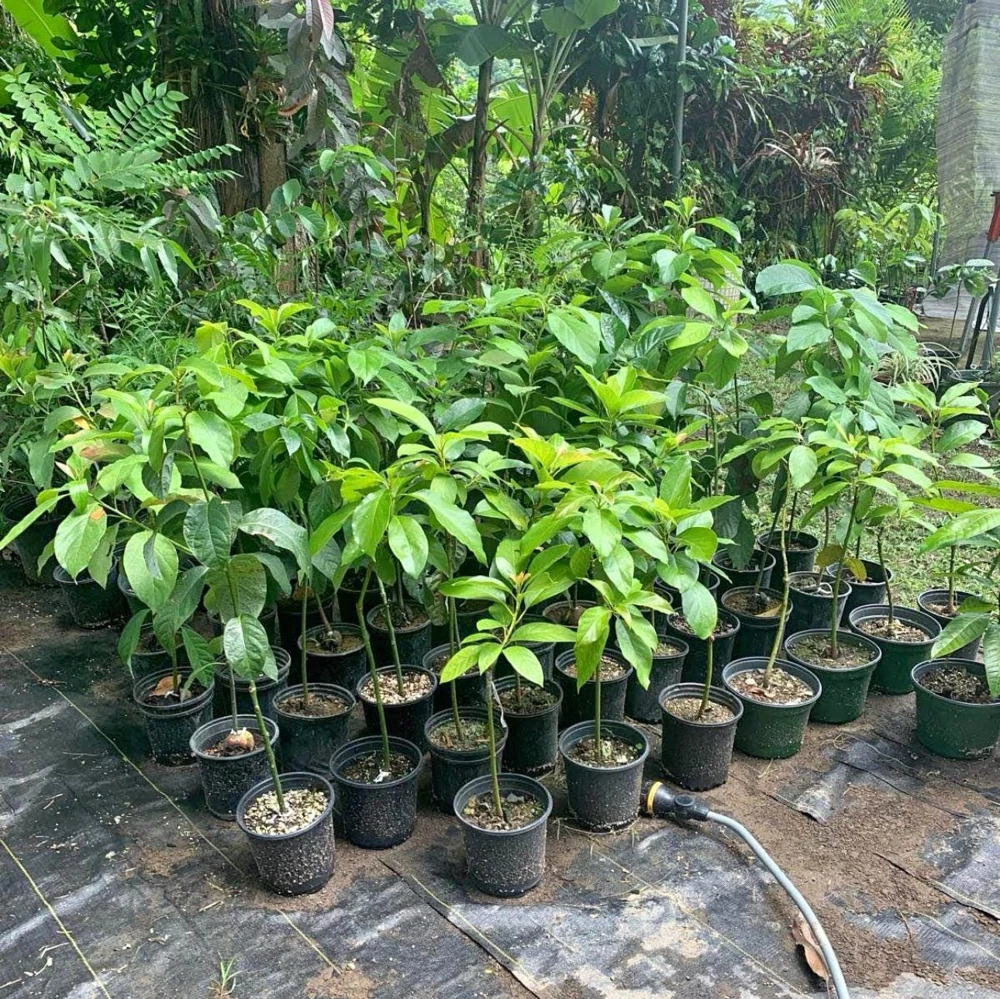 Grafted Gwen Avocado Tree Live Plant - 2-3 ft Tall, Creamy Fruit - Image 5