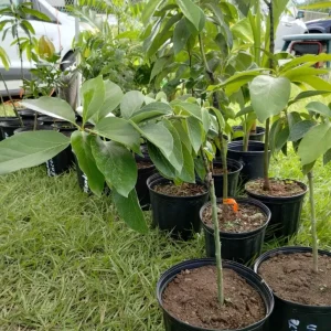 Grafted Gwen Avocado Tree Live Plant - 2-3 ft Tall, Creamy Fruit - Image 6