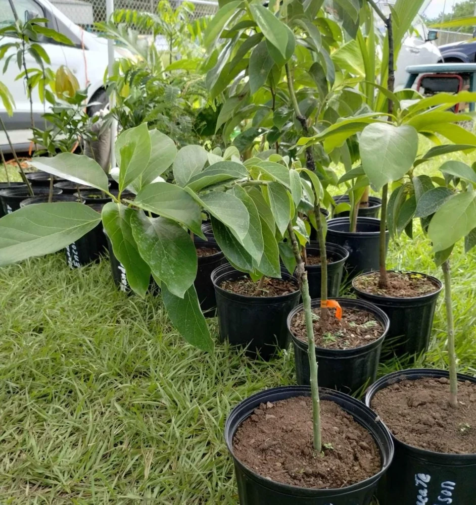 Grafted Gwen Avocado Tree Live Plant - 2-3 ft Tall, Creamy Fruit - Image 6
