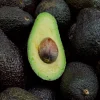 Grafted Gwen Avocado Tree Live Plant - 2-3 ft Tall, Creamy Fruit - Image 1
