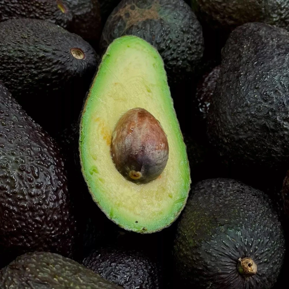 Grafted Gwen Avocado Tree Live Plant - 2-3 ft Tall, Creamy Fruit - Image 1