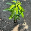 Grafted Ice Cream Mango Tree Live Plant - Cold Resistant Tropical Fruit 2ft Tall - Image 1