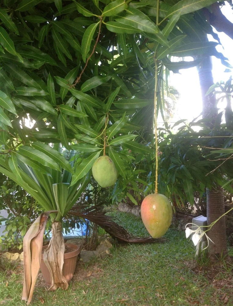 Grafted Ice Cream Mango Tree Live Plant - Tropical Fruit Tree, Cold Resistant, 3-4ft Tall - Image 2