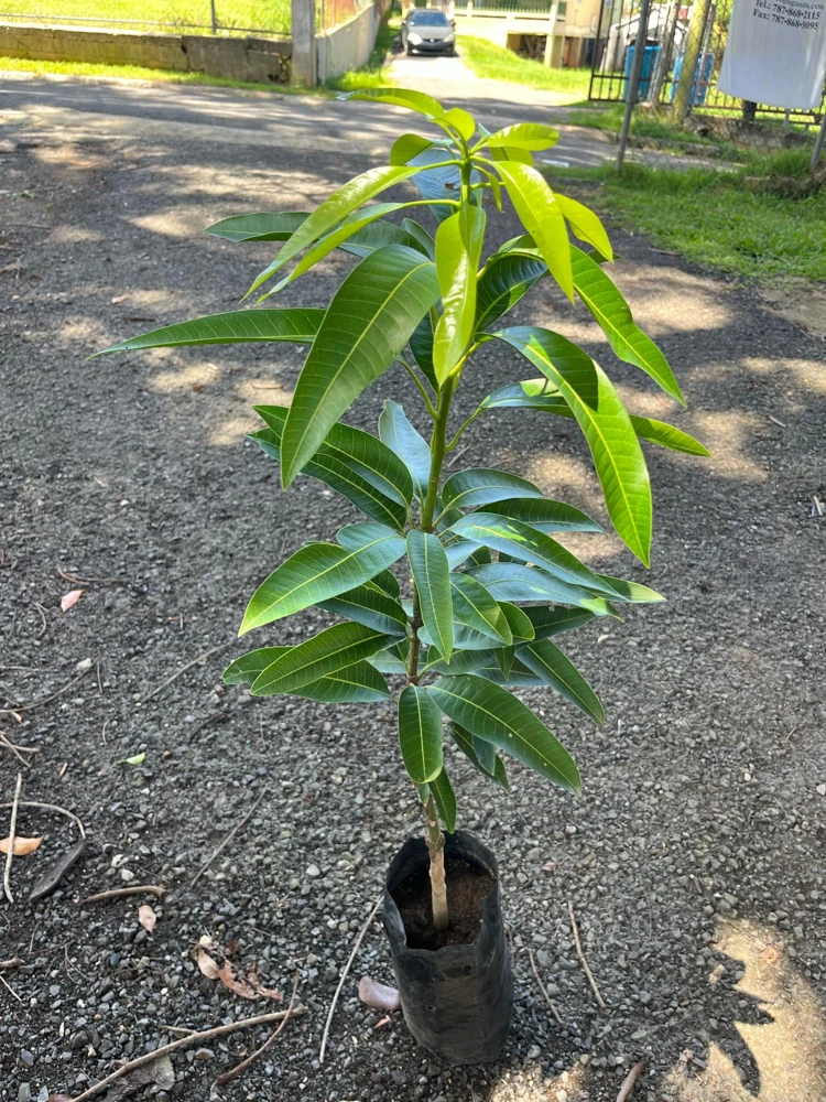 Grafted Ice Cream Mango Tree Live Plant - Tropical Fruit Tree, Cold Resistant, 3-4ft Tall - Image 3