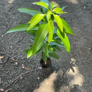 Grafted Ice Cream Mango Tree Live Plant - Tropical Fruit Tree, Cold Resistant, 3-4ft Tall - Image 4