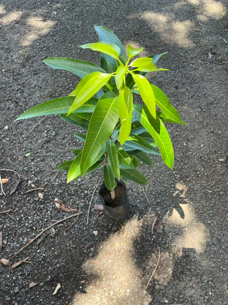 Grafted Ice Cream Mango Tree Live Plant - Tropical Fruit Tree, Cold Resistant, 3-4ft Tall - Image 4