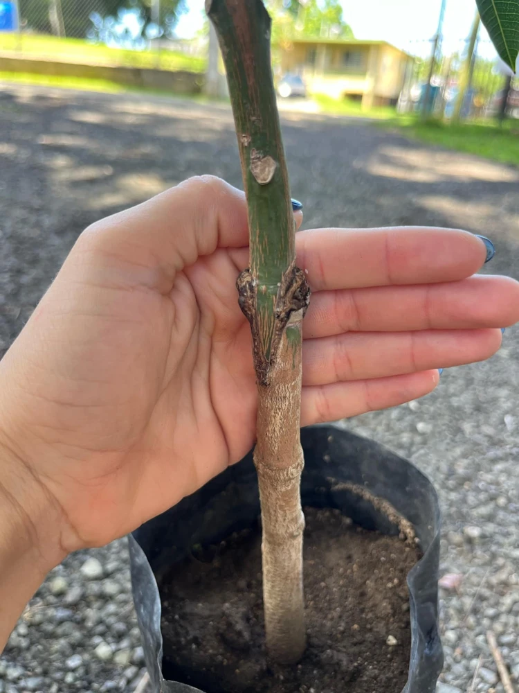 Grafted Ice Cream Mango Tree Live Plant - Tropical Fruit (2-3 ft) - Image 5