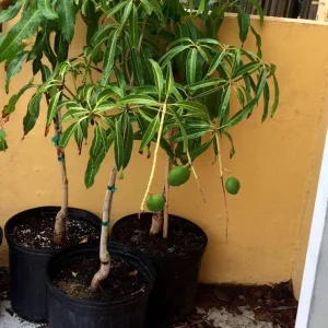 Grafted Ice Cream Mango Tree Live Plant - Tropical Fruit Tree, Cold Resistant, 3-4ft Tall - Image 1