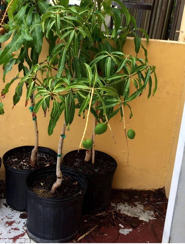 Grafted Ice Cream Mango Tree Live Plant - Tropical Fruit Tree, Cold Resistant, 3-4ft Tall - Image 1