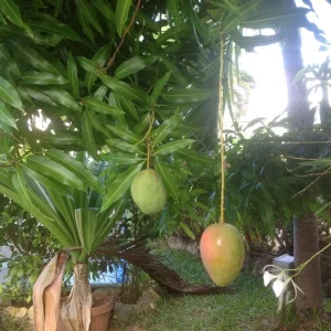 Grafted Ice Cream Mango Tree Live Plant - Tropical Fruit (2-3 ft) - Image 1