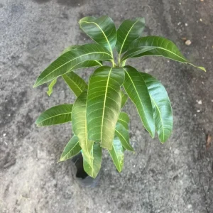 Grafted Irwin Mango Tree Live Plant – 3-4ft Tall – Sweet Flavor, Early Fruiting - Image 2