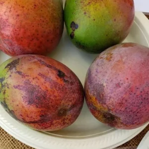 Grafted Irwin Mango Tree Live Plant – 3-4ft Tall – Sweet Flavor, Early Fruiting - Image 3