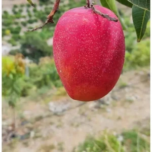 Grafted Irwin Mango Tree Live Plant – 3-4ft Tall – Sweet Flavor, Early Fruiting - Image 4