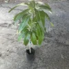Grafted Irwin Mango Tree Live Plant – 3-4ft Tall – Sweet Flavor, Early Fruiting - Image 1