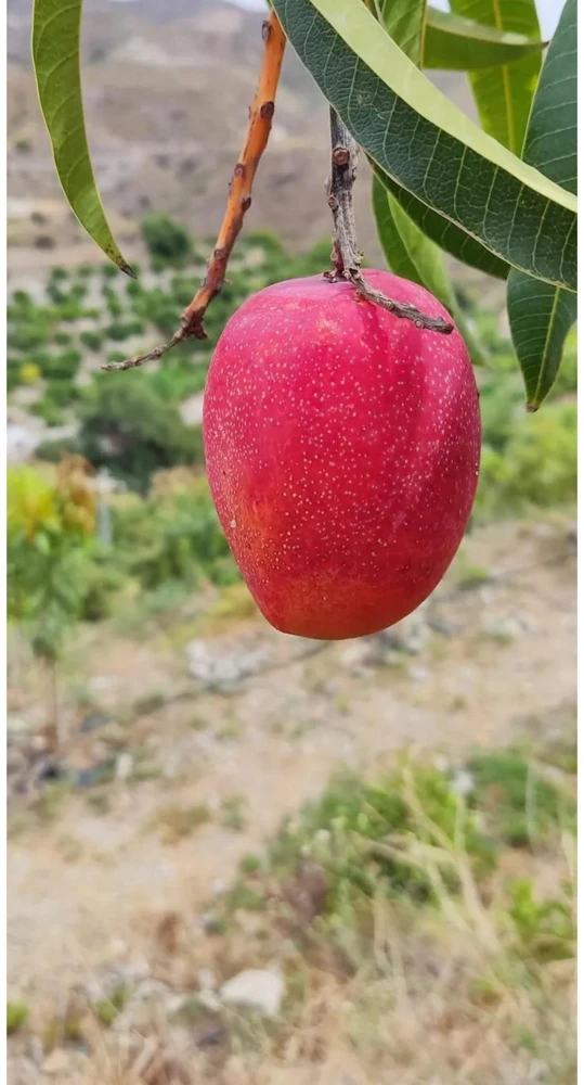 Grafted Irwin Mango Tree Live Plant - Early Fruiting Sweet Flavor - Image 3