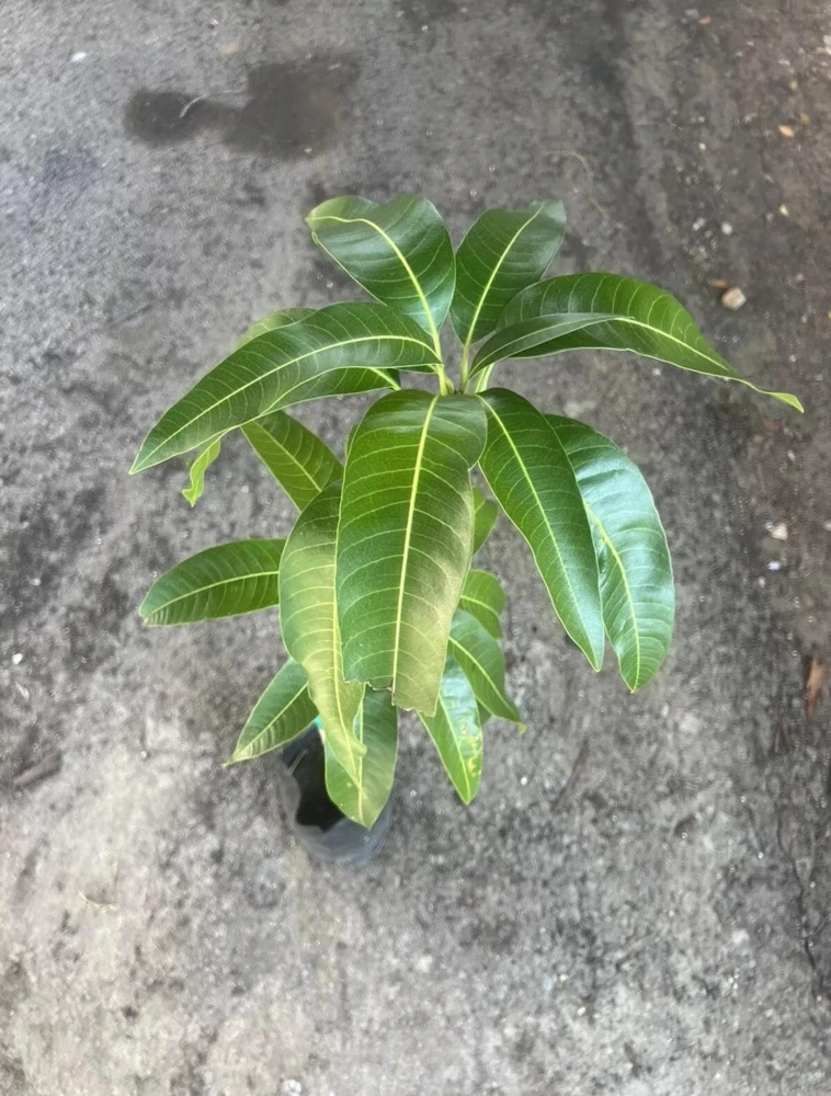 Grafted Irwin Mango Tree Live Plant - Early Fruiting Sweet Flavor - Image 4