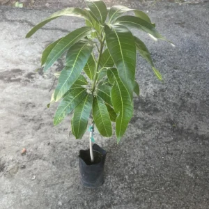 Grafted Irwin Mango Tree Live Plant - Early Fruiting Sweet Flavor - Image 5