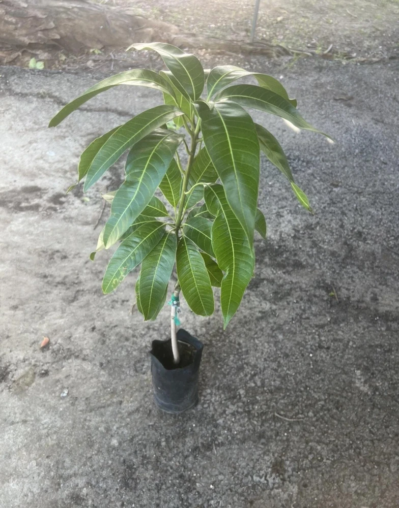 Grafted Irwin Mango Tree Live Plant - Early Fruiting Sweet Flavor - Image 5