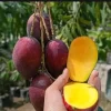 Grafted Irwin Mango Tree Live Plant - Early Fruiting Sweet Flavor - Image 1