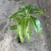 Grafted Irwin Mango Tree - Live Plant - Sweet Flavor - 2-3ft Tall - Image 1