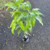 Grafted Julie Mango Live Fruit Tree (3-4ft) - Mangifera Indica - Image 1