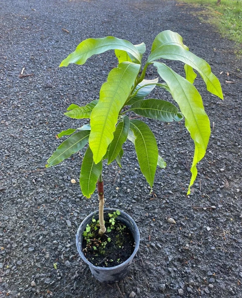Grafted Julie Mango Tree Live Plant (2-3ft) - Tropical Fruit Tree - Image 5