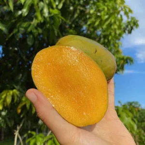 Grafted Julie Mango Tree Live Plant (2ft) - Sweet Tropical Fruit - Image 2