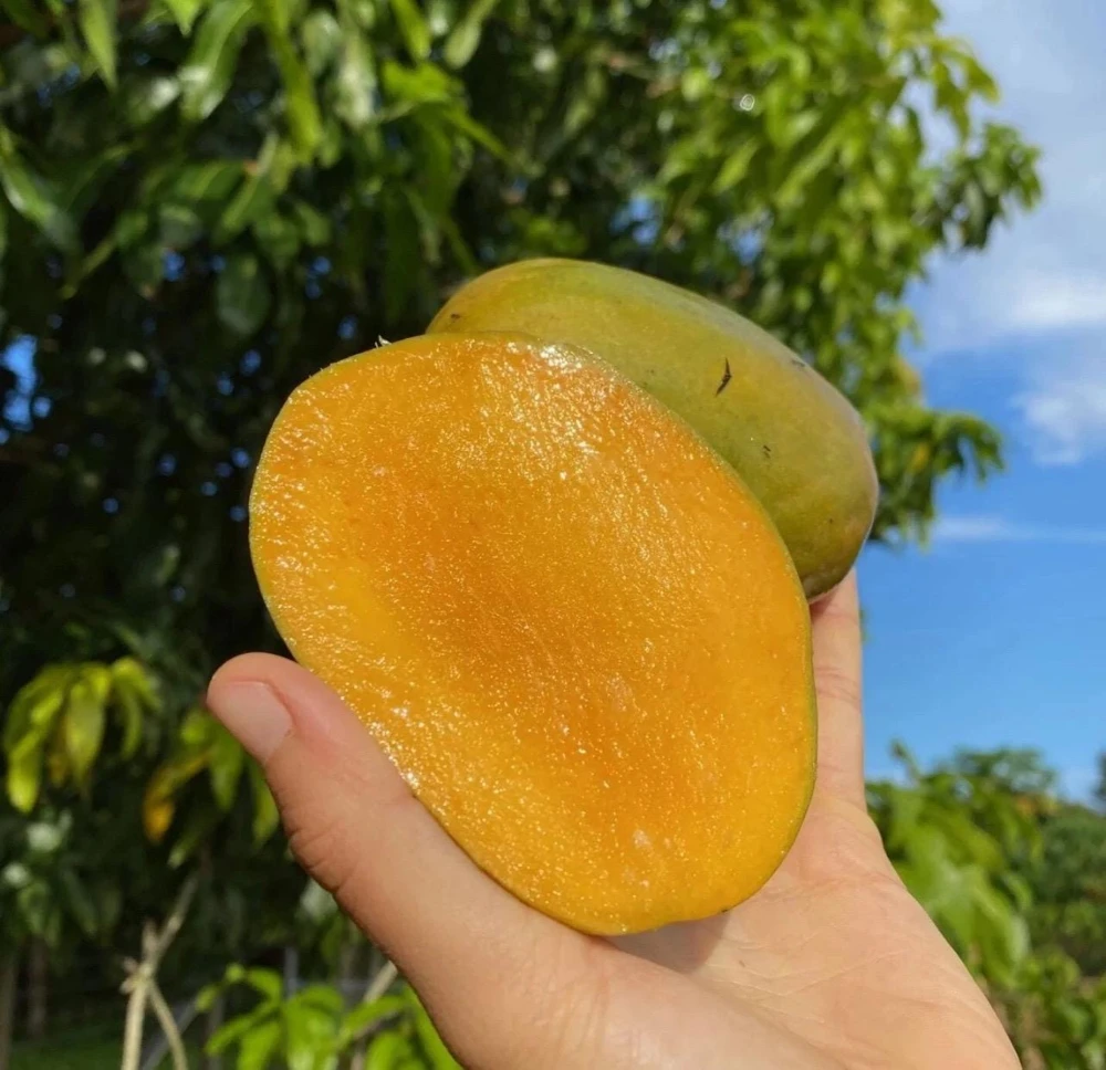Grafted Julie Mango Tree Live Plant (2ft) - Sweet Tropical Fruit - Image 2