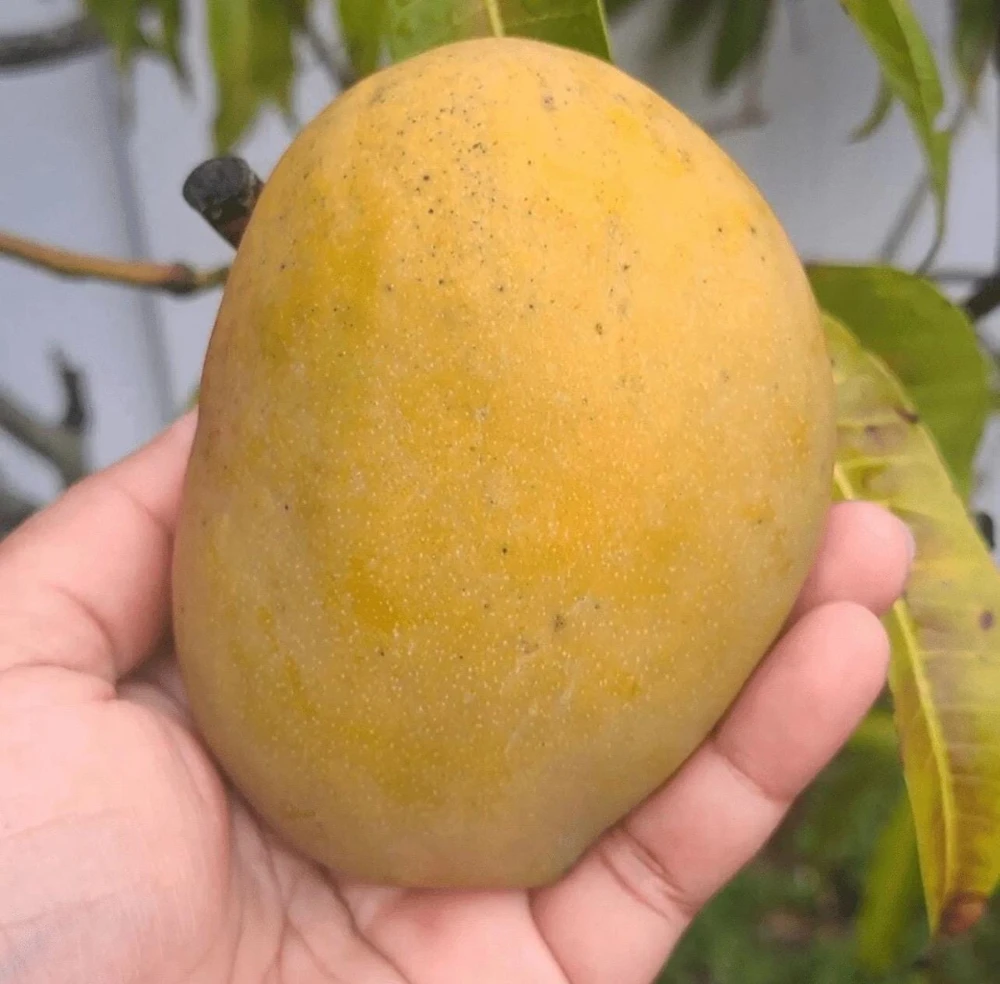 Grafted Julie Mango Tree Live Plant (2ft) - Sweet Tropical Fruit - Image 3